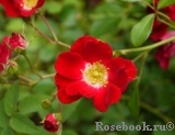 Rouge Meillandecor Rouge Meillandecor
