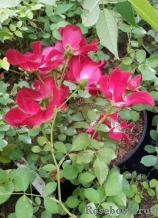 Rouge Meillandecor Rouge Meillandecor