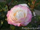 Belle Perle Belle Perle