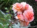 Rose de Gerberoy ® Rose de Gerberoy ®