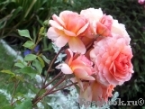 Rose de Gerberoy ®