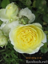 Golden Border Golden Border
