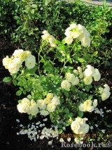 Golden Border Golden Border