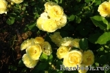 Golden Border Golden Border
