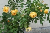 Golden Celebration® Golden Celebration®