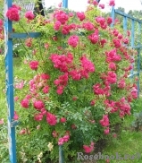 Excelsa Excelsa
