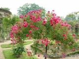 Excelsa Excelsa