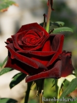 Black Baccara Black Baccara