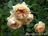 Crown Princess Margareta® Crown Princess Margareta®