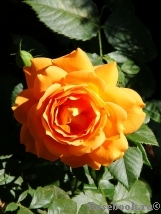 Goldelse Goldelse