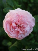 Mariatheresia Mariatheresia