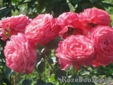 Rosanna Rosanna