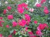 Fuchsia Meillandecor Fuchsia Meillandecor