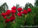 Scarlet Meillandecor Scarlet Meillandecor