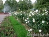 Schneewittchen Schneewittchen