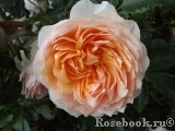Ginger Syllabub Ginger Syllabub