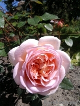 Abraham Darby