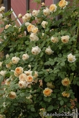 Crown Princess Margareta® Crown Princess Margareta®