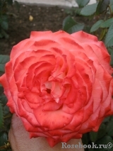 Konigin der Rosen Konigin der Rosen