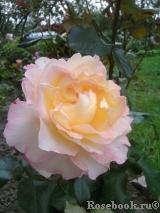 Pierre Tchernia Pierre Tchernia