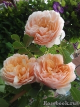 Ginger Syllabub Ginger Syllabub