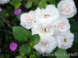 Aspirin Rose Aspirin Rose