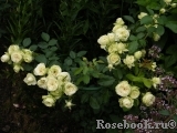 Lovely Green ® Lovely Green ®