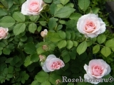 Morden Blush Morden Blush
