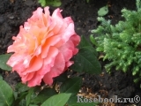 Augusta Luise Augusta Luise