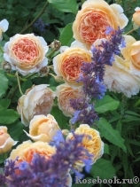 Crown Princess Margareta® Crown Princess Margareta®