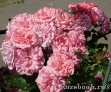 Rosarium Uetersen Rosarium Uetersen