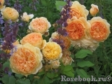 Crown Princess Margareta® Crown Princess Margareta®