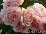 A Shropshire Lad A Shropshire Lad
