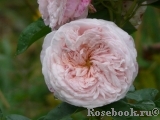 Claire Rose Claire Rose
