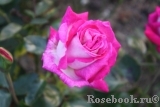 Rose Gaujard Rose Gaujard
