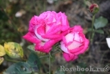 Rose Gaujard Rose Gaujard