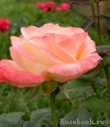 Belle Perle Belle Perle