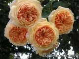 Crown Princess Margareta®