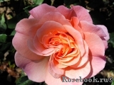 Augusta Luise Augusta Luise
