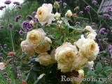 Crown Princess Margareta® Crown Princess Margareta®