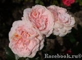 Garden of Roses Garden of Roses