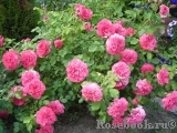 Rosarium Uetersen Rosarium Uetersen
