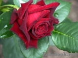 Black Baccara Black Baccara