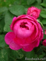 Rose de Rescht
