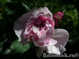 Gartentraume Gartentraume