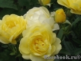 Golden Border Golden Border