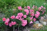 Rosarium Uetersen Rosarium Uetersen
