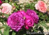 Heidi Klum Rose Heidi Klum Rose