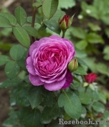 Heidi Klum Rose Heidi Klum Rose