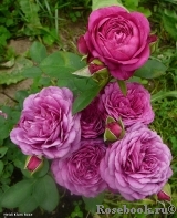 Heidi Klum Rose Heidi Klum Rose